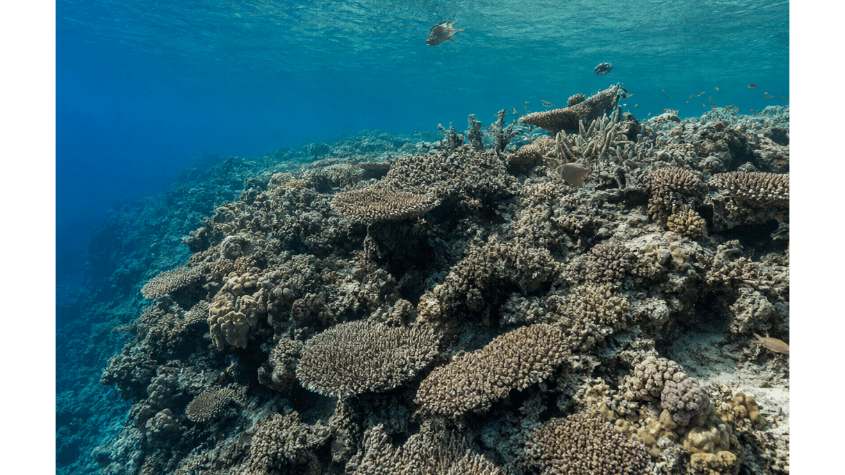 The Red Sea Blueprint: Why Natural Resilience Trumps Lab Hype